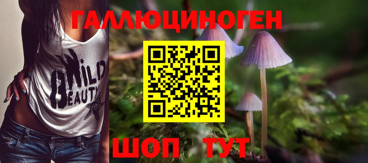 Гусиноозёрск  Псилоцибиновые грибы Psilocybine cubensis  Вход с VPN 